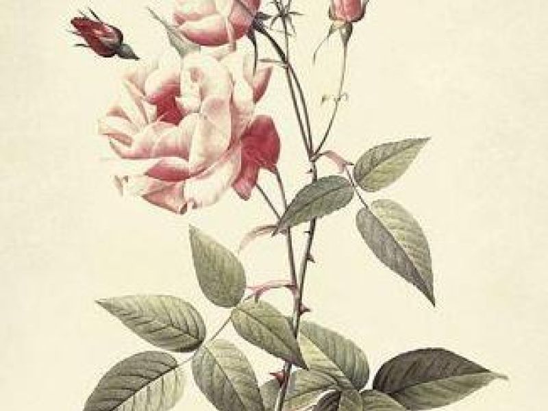LE ROSE DI TURINGIA